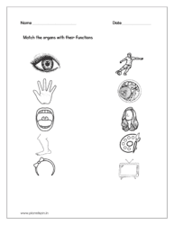 Match the organs with their functions (Kindergarten worksheet science)