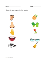 Match the sense organs with their functions