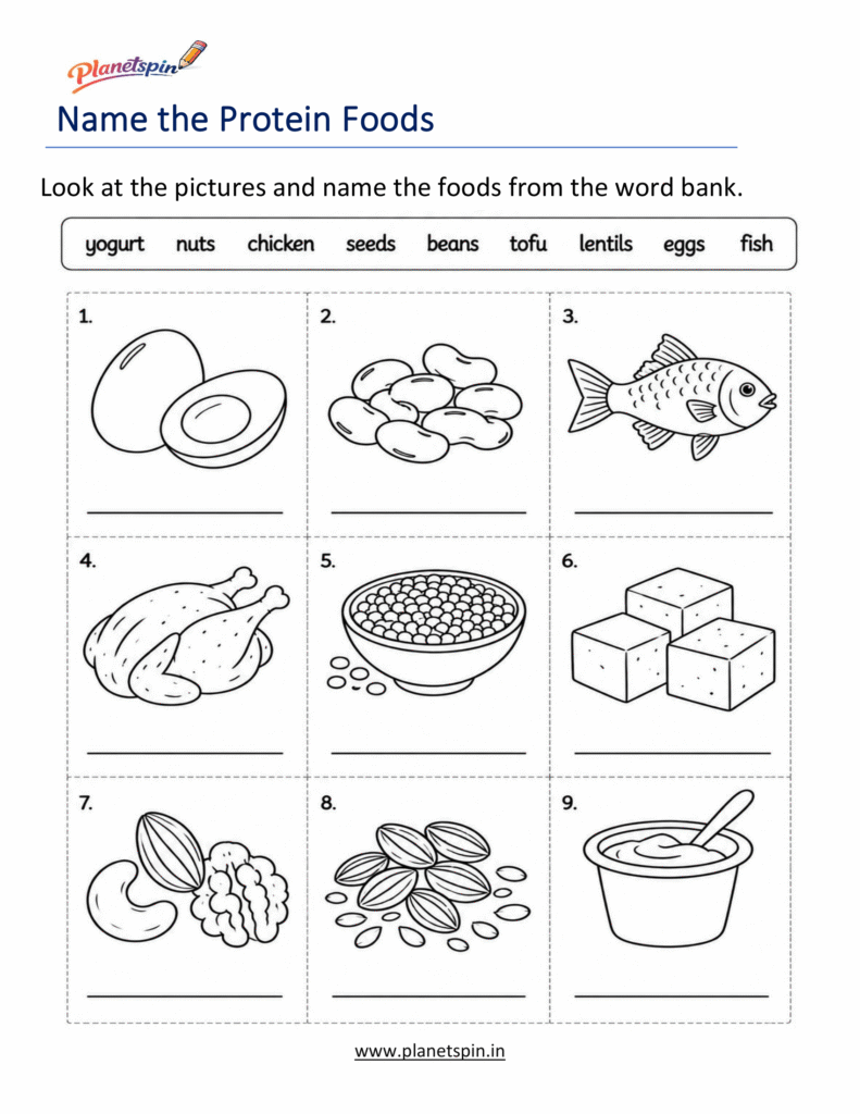 Protein Foods Worksheets for Grade 1