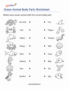 Ocean animal body parts worksheet