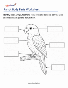 Bird body parts worksheet for grade 1