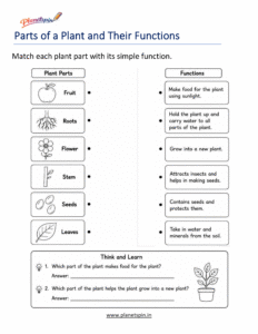 Parts of a plant and their functions worksheet for Grade 1