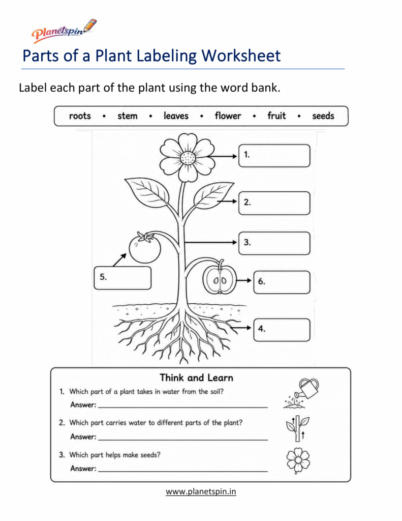 Parts of a plant and their functions worksheet for Grade 1