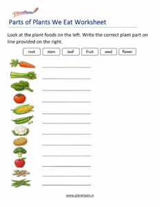 Foods we get from plants worksheet