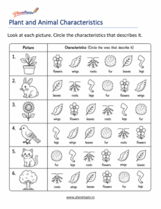 Plant and animal characteristics worksheet for grade 1
