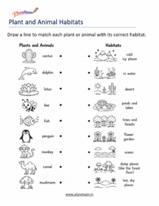 Grade 1 science plant and animal matching worksheet
