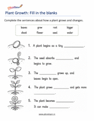 Plant Life Cycle Worksheets for Grade 1 showing seed, germination, seedling, young plant, and mature plant
