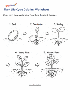 Plant Life Cycle Coloring Worksheet for Grade 1