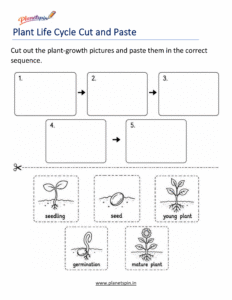 Cut and Paste plant growth stages activity
