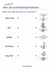 Plant Life Cycle Matching Worksheet with pictures and stage names