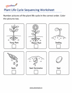 Plant Life Cycle Sequencing Worksheet for grade 1