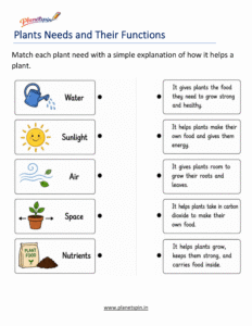 Plant needs and their functions worksheet