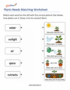 Plant needs matching worksheet with water sunlight air nutrients and space