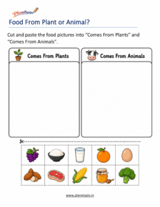 Plant and animal food sources worksheet for grade 1