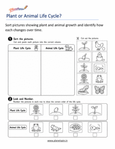 Compare plants and animals science worksheet