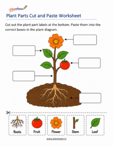 Plant parts cut and paste worksheet for Grade 1