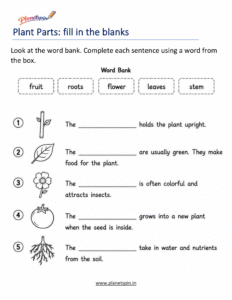 Parts of a plant fill in the blanks worksheet