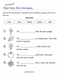 Parts of a plant and their functions matching worksheet