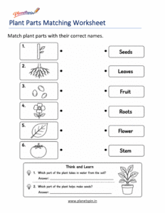 Parts of a plant matching worksheet for Grade 1