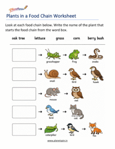 Producer and consumer worksheet for grade 1