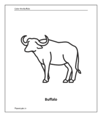 Farm animal coloring sheet: Buffalo (Coloring animals pdf)