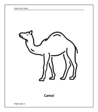 Farm animal coloring sheet: Camel (Coloring animals pdf)