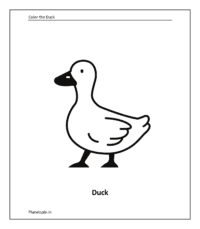 Farm animal coloring sheet: Duck (Coloring animals pdf)