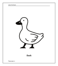 Farm animal coloring sheet: Duck (animal color pages)