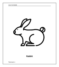 Rabbit 