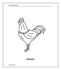 Farm animal coloring sheet: Rooster