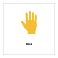 Flash card of body parts: Hand
