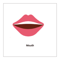  Mouth