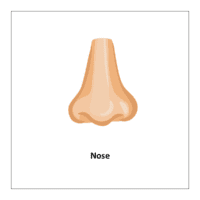  Nose