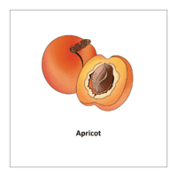 Flash card of fruits: Apricot