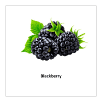 Flash card of fruits: Blackberry