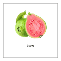 Flash card of fruits: Guava