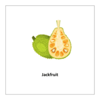 Flash card of fruits: Jackfruit