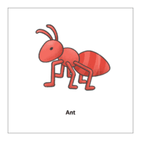 Flash card of insects: Ant
