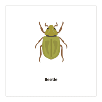 Flash card of bugs and insects: Beetle