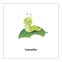 Bugs and Insects kindergarten flashcard: Caterpillar