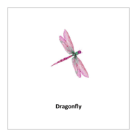 Insects flashcards pdf: Dragonfly