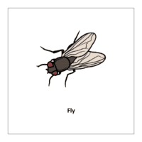 Bugs and Insects kindergarten flashcard: Fly