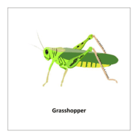 Flash card of bug and insects: Grasshopper