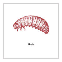 Bugs and Insects kindergarten flashcard: Grub