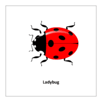 Flash card of insects: Ladybug