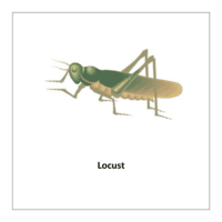 Flash card of bugs and insects: Locust