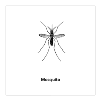 Flash card of Bugs and insects: Mosquito