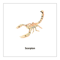 Insects flashcards pdf: Scorpion