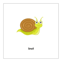 Flash card of insects: Snail