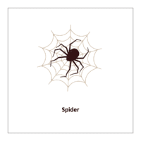 Flash card of insects: Spider